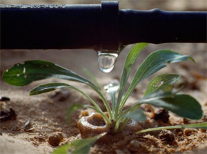 our Vaughan drip irrigation team has recently installed this drip system