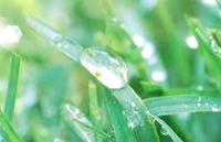water your plants and grass separately